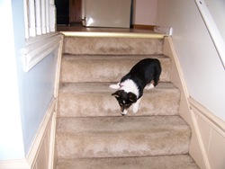 Corgi Puppy on the stairs