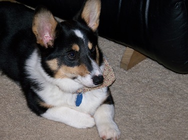 Ty Corgi