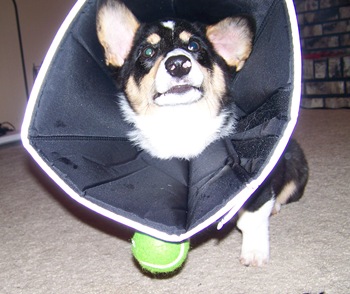 dog tennis ball