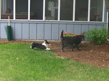 run dog