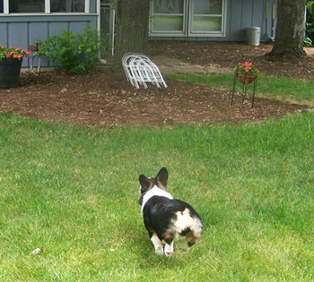 corgi hop run