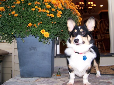 Ty fall flower