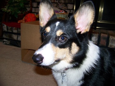 corgi front