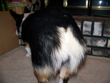 Corgi butt